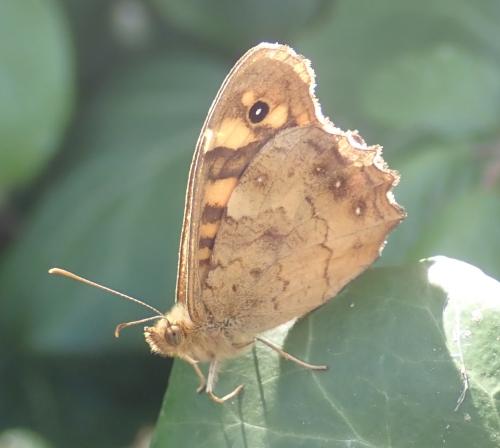 Pararge aegeria