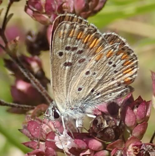 Réf. 328 656 : Aricia agestis