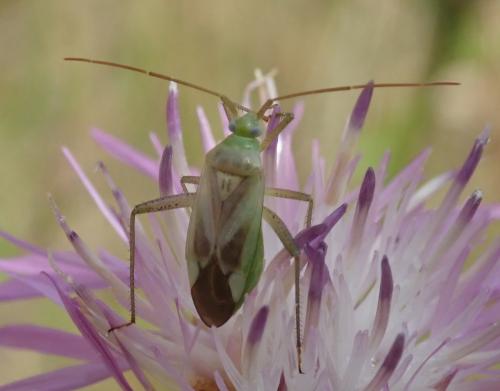 Réf. 328 657 : Adelphocoris lineolatus