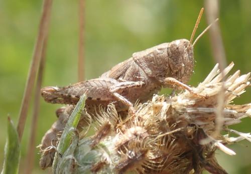 Pezotettix giornae