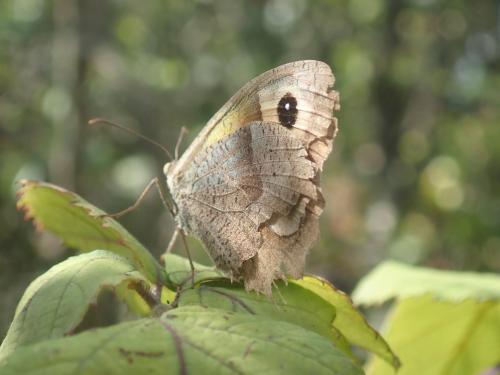 Maniola jurtina