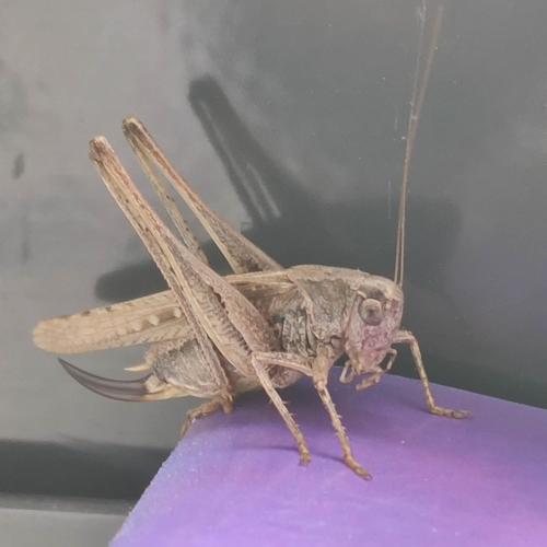 Platycleis albopunctata albopunctata