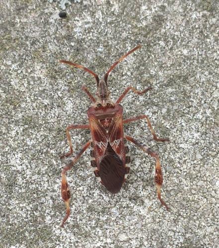 Réf. 328 413 : Leptoglossus occidentalis
