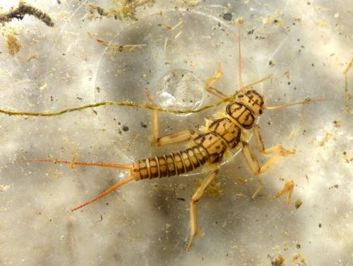 Perla grandis
