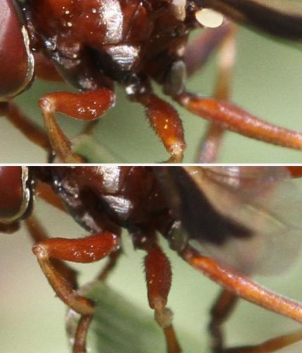 Physocephala sp.