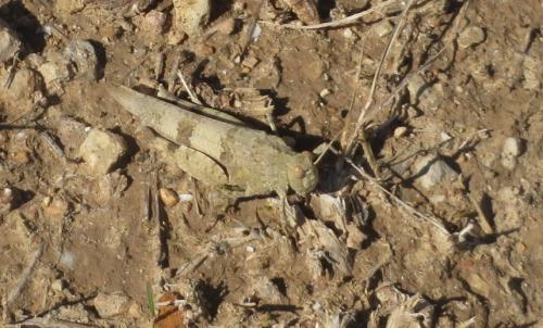 Réf. 328 043 : Oedipoda caerulescens caerulescens