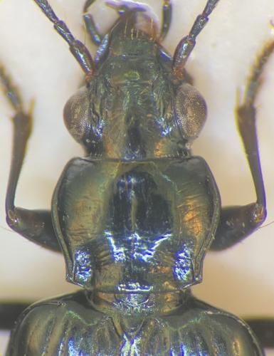 Réf. 328 147 : Bembidion sp.