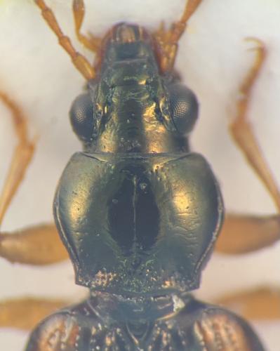Réf. 328 144 : Bembidion tetracolum