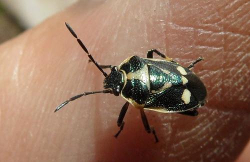 Eurydema oleracea