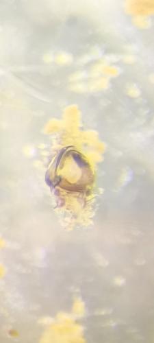 Argenna subnigra