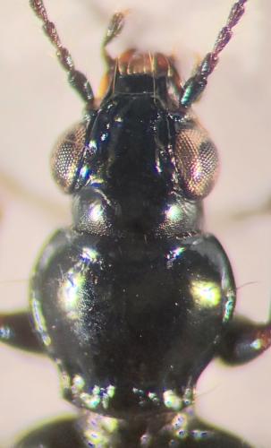 Bembidion minimum