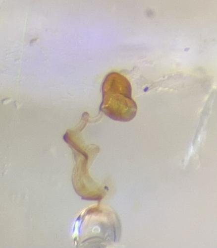 Réf. 328 145 : Bembidion tetracolum