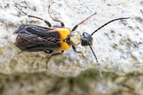 Réf. 328 211 : Sitaris muralis