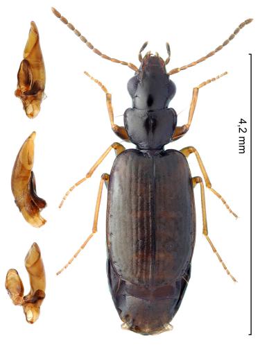 Réf. 328 889 : Syntomus obscuroguttatus