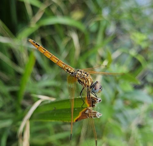 Réf. 328 877 : Trithemis annulata