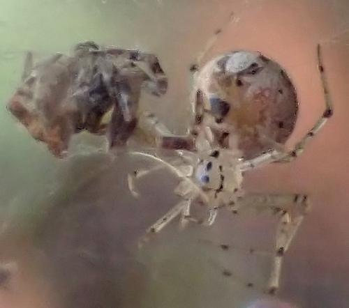 Réf. 328 053 : Platnickina tincta