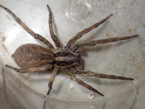 Hogna radiata