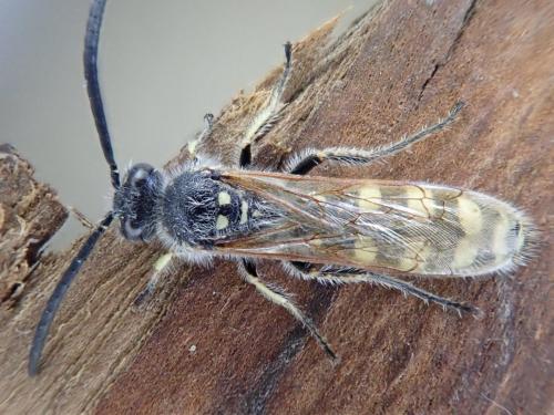 Réf. 328 086 : Colpa sexmaculata