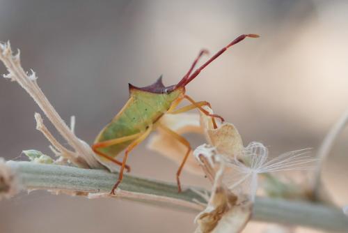 Réf. 328 291 : Gonocerus insidiator