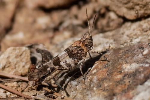 Oedipoda sp.