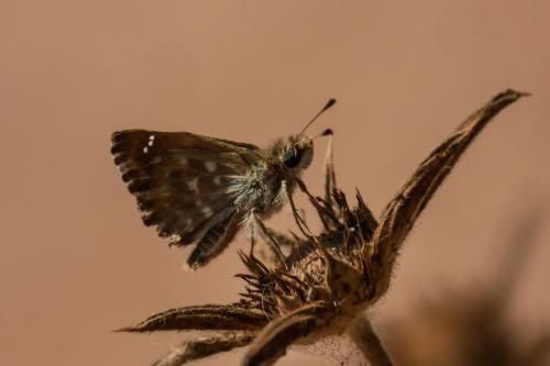 Carcharodus alceae