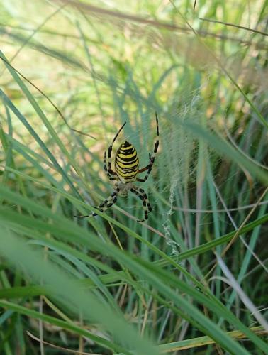 Argiope bruennichi
