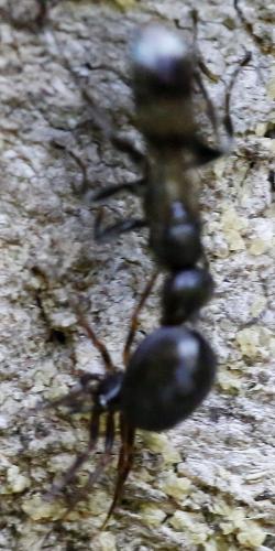 Zodarion sp.