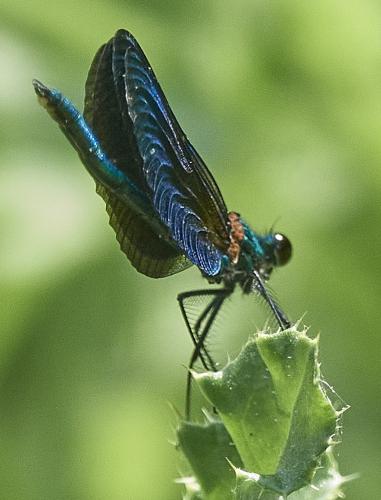 Calopteryx sp.