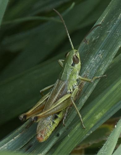 Réf. 328 738 : Pseudochorthippus parallelus