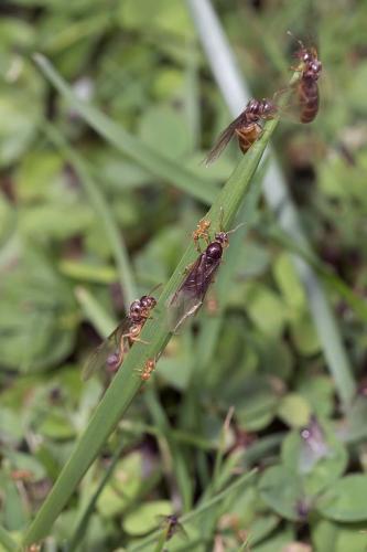 Lasius flavus