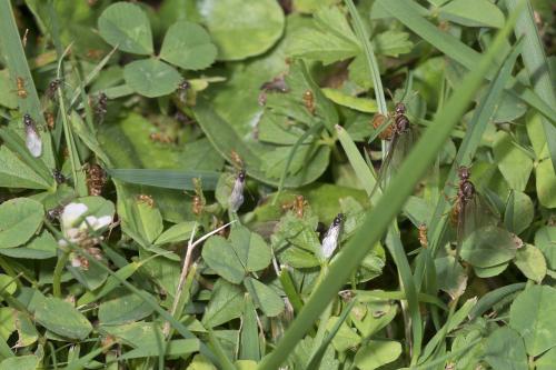 Lasius flavus