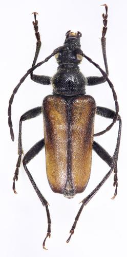 Acmaeops pratensis