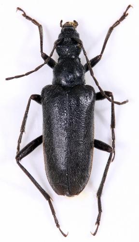 Acmaeops septentrionis