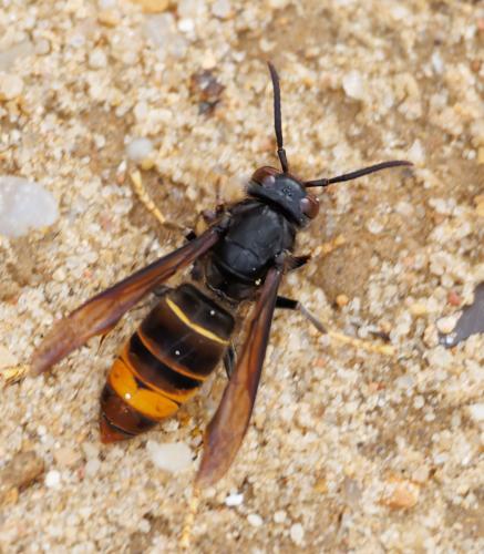 Vespa velutina