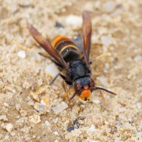 Vespa velutina