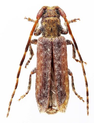 Réf. 328 450 : Deroplia genei