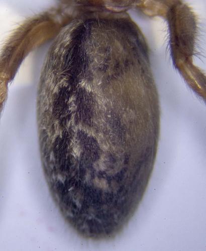 Réf. 328 731 : Segestria bavarica