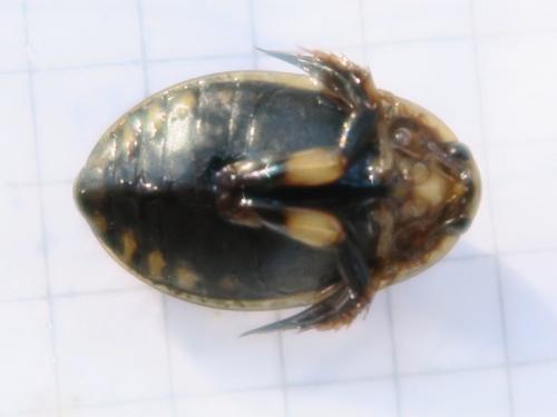 Réf. 328 761 : Acilius sulcatus