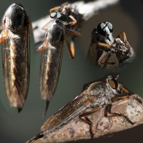 Aneomochtherus confusus