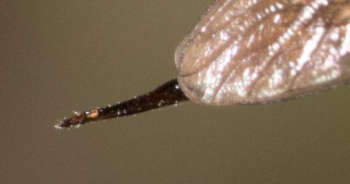 Aneomochtherus confusus