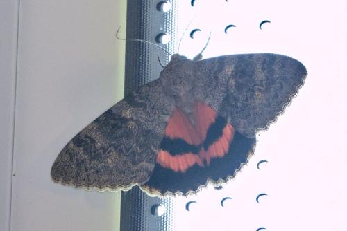 Réf. 328 270 : Catocala elocata