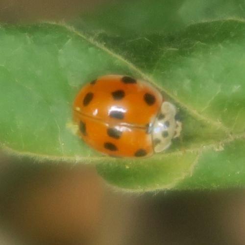 Réf. 328 614 : Adalia decempunctata