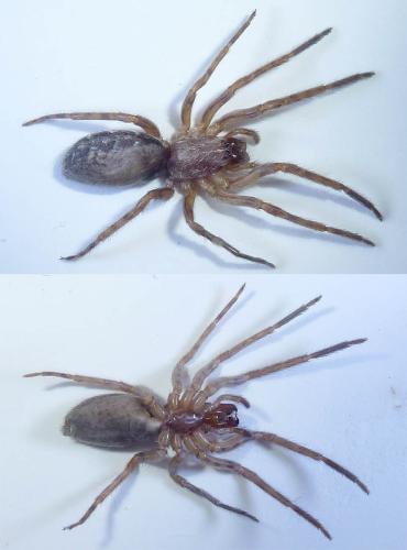 Segestria bavarica