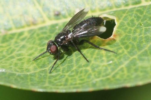 Melanophora roralis