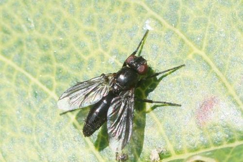 Melanophora roralis