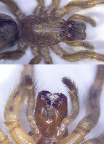 Segestria bavarica