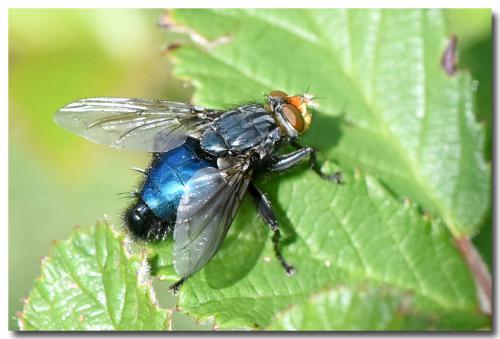 Cynomya mortuorum