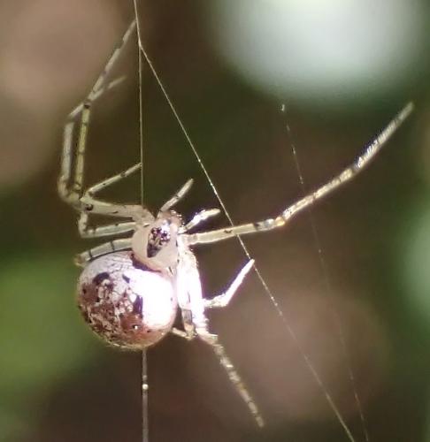 Platnickina tincta