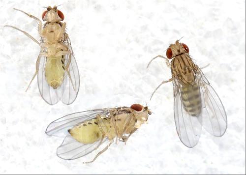 Drosophila busckii