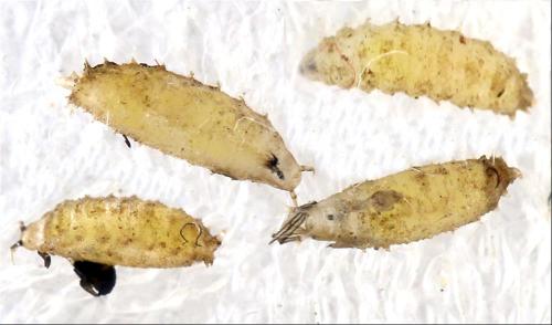 Drosophila busckii